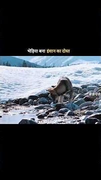 A wolf became a friend to humans