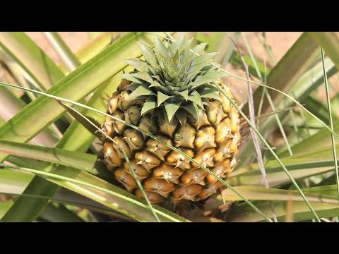 Cuidados y Manejos del Cultivo de Piña