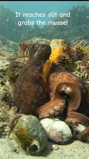 Common Octopus feeds on Brown Mussel placed outside its lair.
