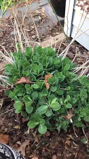 3.2K views · 12 shares | How to dead head a Sedum plant. Sedums come...