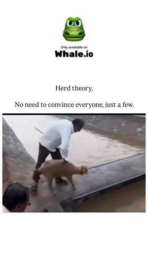 Unviversal Clips on Instagram: "The Instagram reel uses a 15-second video of a shepherd leading one goat across shallow floodwaters, with the herd instinctively following, to exemplify "herd theory"—the idea that influencing a small number can direct the entire group, rooted in animal ethology where conformity minimizes individual risk. This principle extends to human behavior, supported by Solomon Asch's 1951 conformity experiments showing 75% of participants yielded to group pressure at least 