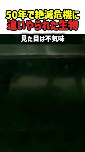 【衝撃】1リットル約200万円！？人類を救う「青い血」を持つ動物の悲劇。 #生きている化石 #カブトガニ #青い血 #医療の裏側 #動物の不思議 #絶滅危惧種 #命の重み #shorts #雑学