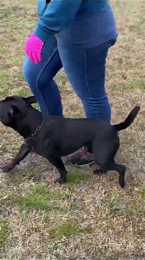 Working STAFFBULLS #staffbull #staffordshirebullterrier #dogcasttv