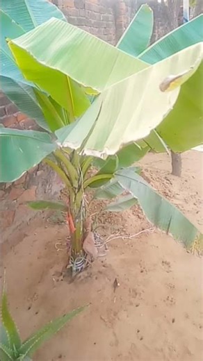 bhai like aur subscribe karo jaldi se daba do button like subscribe