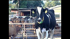 VIDEO: Animal Biotechnology