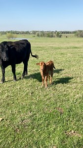 This new bull calf was separated from his momma and the herd for a while today. I wasn’t sure who the momma was. So I decided to call the herd into the pasture and see who stepped up to claim it. And the winner is # 43! | Texas Rancher