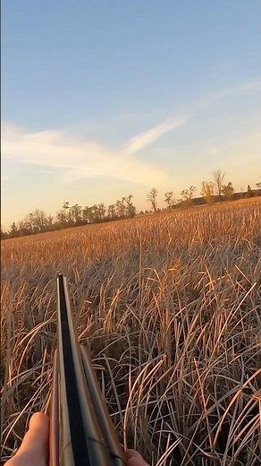 Early season North Dakota pheasant hunting!!! #wingshooting #birdhunting #hunting #uplandgame