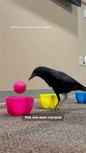 Super smart crow aces matching colors test
