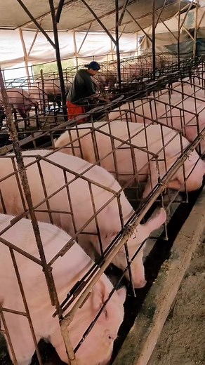 1.3M views · 22K reactions | The Amazing Pig Videos Farming #biggest #Farming | Pig Videos | Facebook