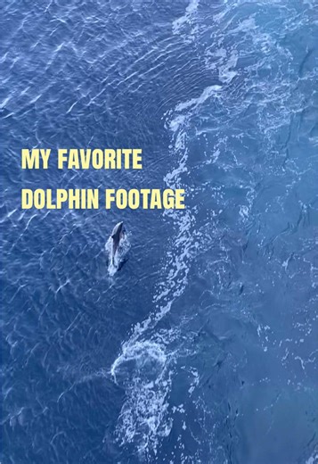 obsessed with these dolphin videos #marinebiology #dolphins #californa #photographer #photographersoftiktok