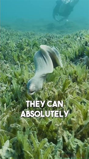 Why Don't Electric Eels Shock Themselves? #animals