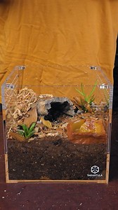I built a semi-arid forest scrubland setup in a @tarantulacribs 8 inch cube, and here’s everything that went into it in the exact order I used it. Terra Aranea as the base substrate, mixed with dry sphagnum moss, leaf litter, and a scoop of Bio Shot to get the bioactive layer rolling. Added a cork bark hide for cover. Planted two small succulent cuttings from The Bio Dude’s desert plant pack. Sprinkled torn dry sphagnum and crushed dried leaves across the top for texture. Finished it with a ligh