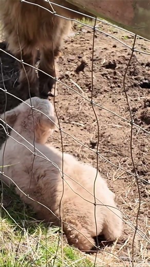 She Just Gave Birth… And Wants Everyone to Know ❤️ #highlandcow #babycow #animalshorts
