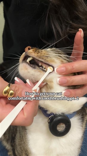 Jeannette | Little, Lola, & Leeloo 🐾 | Getting your cat comfortable with tooth brushing takes time and patience, but the benefits are worth it! Regular brushing can help reduce... | Instagram