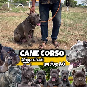 2.5K views · 17 reactions | Cane Corso Italian Mastiff Dogs | Very Large Powerful Rare and Exotic Dogs Part 7 | Prasanth360 | Facebook