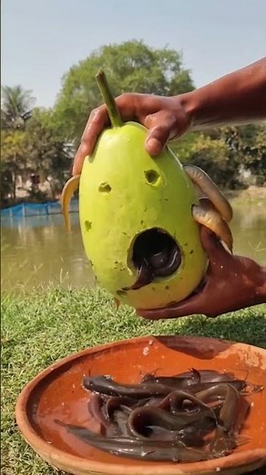 Bottle Gourd Used For Catching Cat Fish