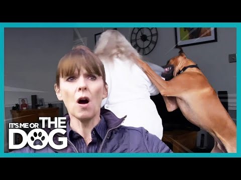 Aggressive Rhodesian Ridgeback’s Jumping Gets Out of Hand | It's Me or The Dog