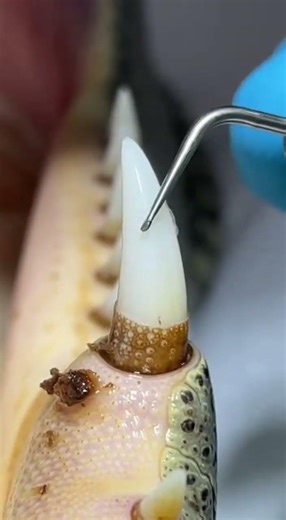 The ultimate dental cleaning! ✨ Watch those crocodile canines go from yellow to sparkling white. 🐆🦷