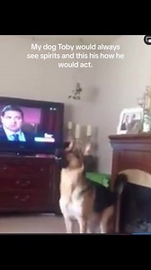 7.7K views · 338 reactions | My dog would always see spirits in my house. Do you beleve they can? #dogs #dogsoffacebook #germanshepherd #gsd #spirituality #spiritualtok #spiiritualawakening #dogsseeingthings #doglover #animalsseeingspirits #ghosts #ghoststories #paranormalactivity #paranormallife #paranormalactivity #paranormalvideos #paranormalinvestigator #haunted #hauntedhouse | Penn Paranormal | Facebook