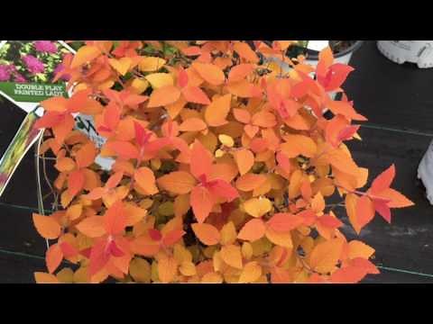 Double Play® Candy Corn Spirea | www.gardencrossings.com