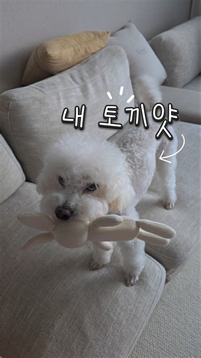 새로 사준 토끼인형이 맘에 들었는지 물고 다니는 찐빵이😂 뺏어갈까봐 안절부절😅안뺏어 갈게😁 맘에 들어하니 다행이다 #찐빵이 #애착인형 #애견영상 #puppy #강아지숏츠