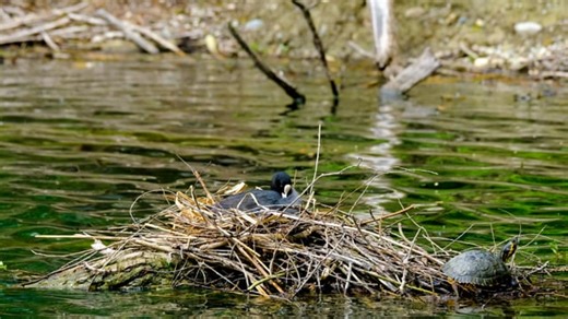 Coot, Bird, Tortoise. Free Stock Video