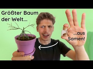 Mammutbaum aus Samen ziehen - Tipps zu Samen, Standort, Substrat, Gießen und Topf