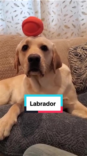 Il Labrador: cane da compagnia ideale per tutta la famiglia