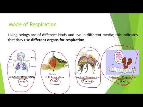 01 Biology G7 Respiration of Living Things Video
