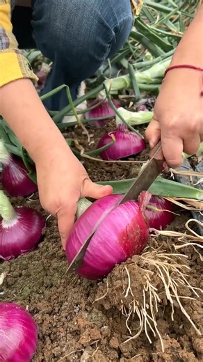 317K views · 2.5K reactions | #trees #farming #vegetables | B31 | Facebook
