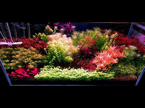 206. 180-liter aquarium. Fertilization, algae parameters, 100% water change