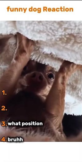 Funny Dog Reactions That Will MAKE YOUR DAY! 😂 top4 #funny #comedy #funny