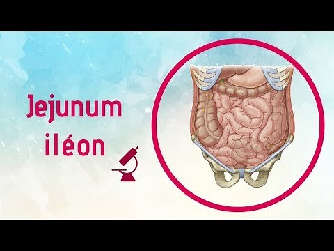 Anatomie du Jejunum-iléon (Intestins grêles)