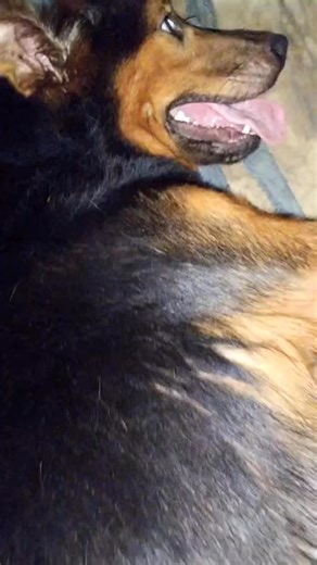 Coco went into labour this morning and has had 4 beautiful puppies so far. We are needing a little assistance please with a bag of Jock Junior puppy and lactating moms. This can be ordered via the 60/60 Checkers app and delivered to Bluff Rescue Kennels, Bluff Eco Park. Can be left with security who will hand over to team. We would greatly appreciate your assistance to help this precious mom and her babies. Thank you 🐶 | The Blue Bundu Brigade Animal Rescue & Rehoming NPC Reg No 2019/317472/08