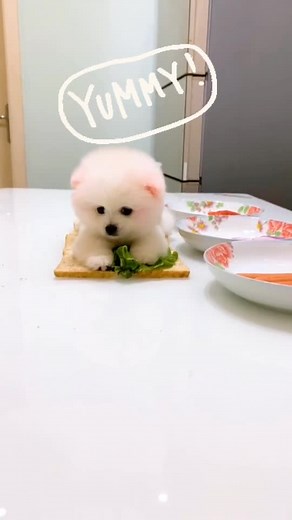 Adorable Dog Making a Sandwich | Pet Lover's Delight