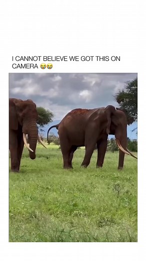 No!! The Bird! LOL #viral #viralvideos #trending #lol | Vodka Lissa
