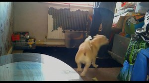 Deefa and Dad do Home Removals | Deefa Dog and Dad