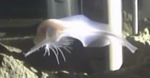 Scientists Discover Fish Living Deeper Than Any Previously Recorded