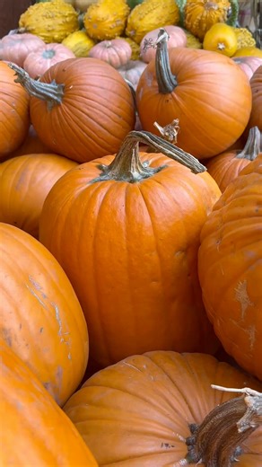 Join us on October 31st for our Halloween Spooktacular! Come in your best costume and trick-or-treat from 2:30pm-4:30pm🎃👻 #stanfordshoppingcenter | Stanford Shopping Center