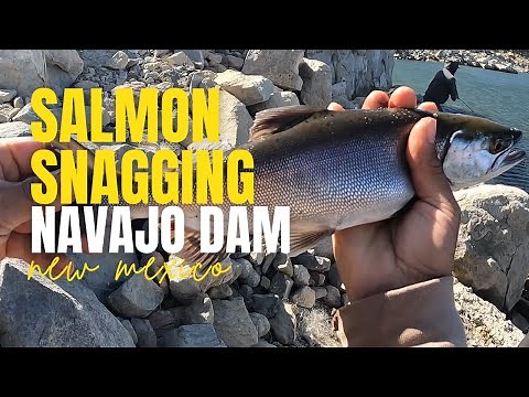 Catch The Excitement: Salmon Snagging At Navajo Dam, New Mexico 2023!