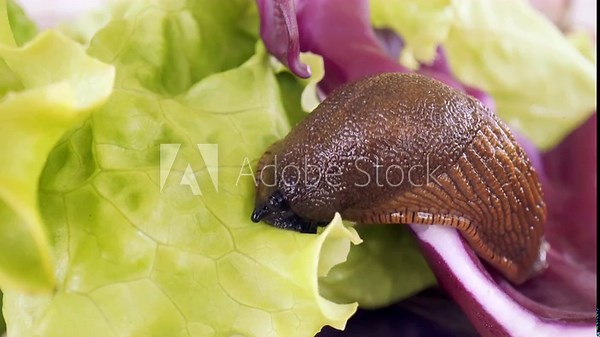 A shellless snail, Spanish slug, eats green lettuce leaves and moves around the lettuce. Close-up of Spanish slug, Arion vulgaris. The most Invading animal in Europe.