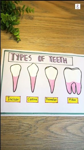 Types of Teeth Chart | Incisors, Canines, Premolars, Molars | Easy School Science Project diagram