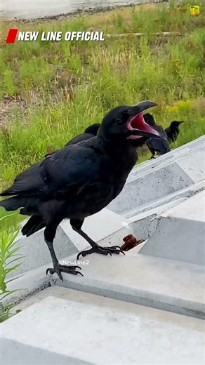 Baby Crow 🐦‍⬛