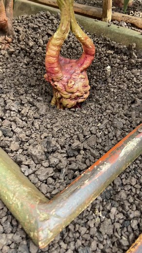 Screaming Mandrake Plant from Harry Potter Explained