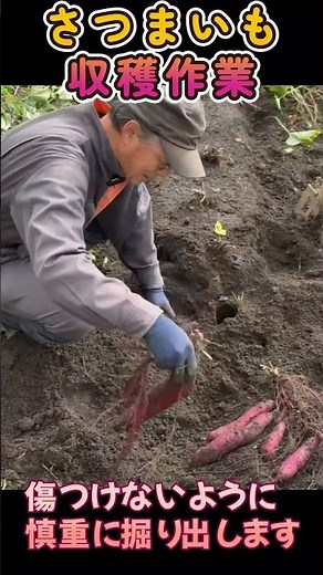 さつまいも収穫作業のショート動画です：2025年版雪国のサツマイモ栽培