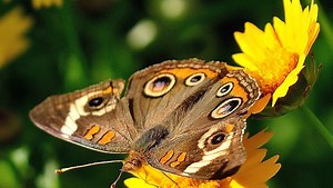 Coreopsis will light up the garden