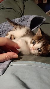 330K views · 75K reactions | The will to live is amazing. Less than 1 week ago this tiny kitten came in unable to use her back legs. Improvement is coming each day thanks to her foster mom! Altho not out of the woods yet, she continues to gain weight, get stronger and work those legs! | Paws Humane Society Rockford | Facebook