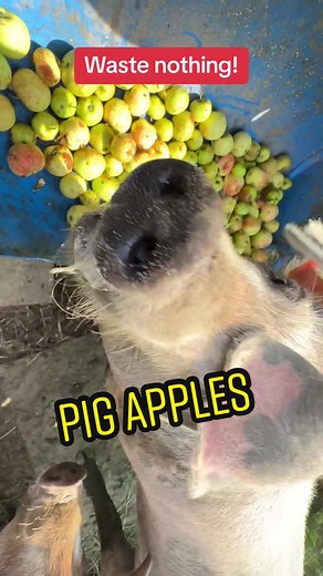 In the dappled shade of an apple grove, a bucket brims with the fruits of the season, windfall apples that have tumbled to the earth. Their fate, however, is not abandonment. Instead, they are destined for a unique and enriching repurpose. With a flourish, the apples are released into the waiting trough, their appearance heralding a banquet, a feast for the eager, snuffling denizens of the farm. One by one, the porcine inhabitants approach, their curiosity piqued by the sweet aroma that fills th