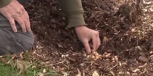 In the Garden: Planting bulbs now for spring