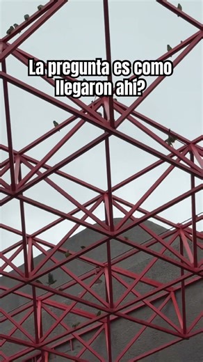 Decenas de cotorros vuelan sobre las inmediaciones de la Macroplaza 🦜